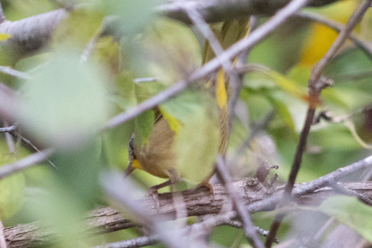 Common Yellowthroat - ML641589283