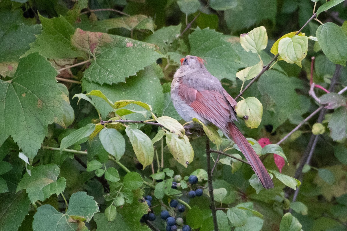 Northern Cardinal - ML641589295