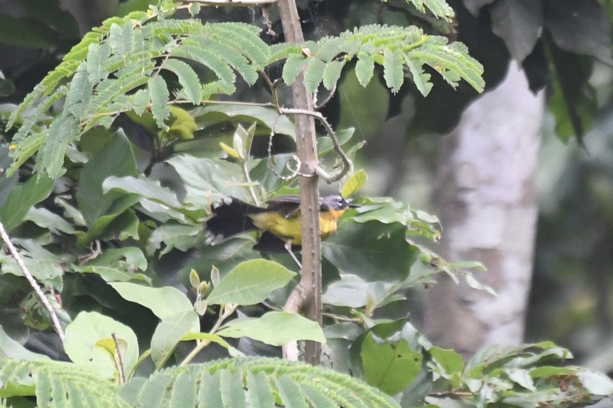 Fan-tailed Warbler - ML641589302