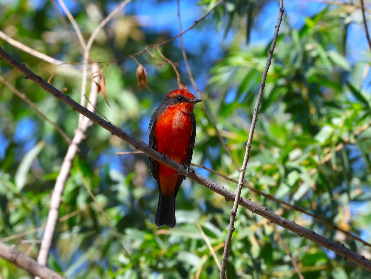 Vermilion Flycatcher - ML641589310