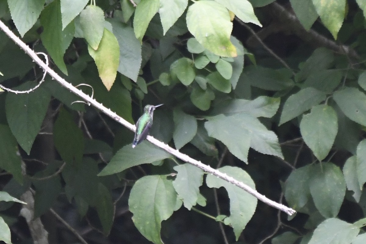 Golden-crowned Emerald - ML641589326