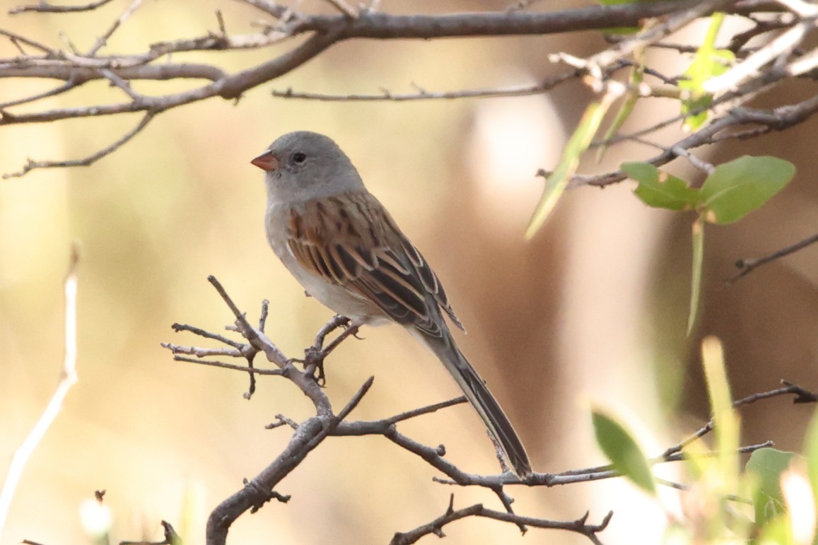 Black-chinned Sparrow - ML641589337