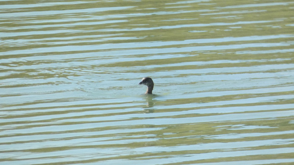 Pied-billed Grebe - ML641589353