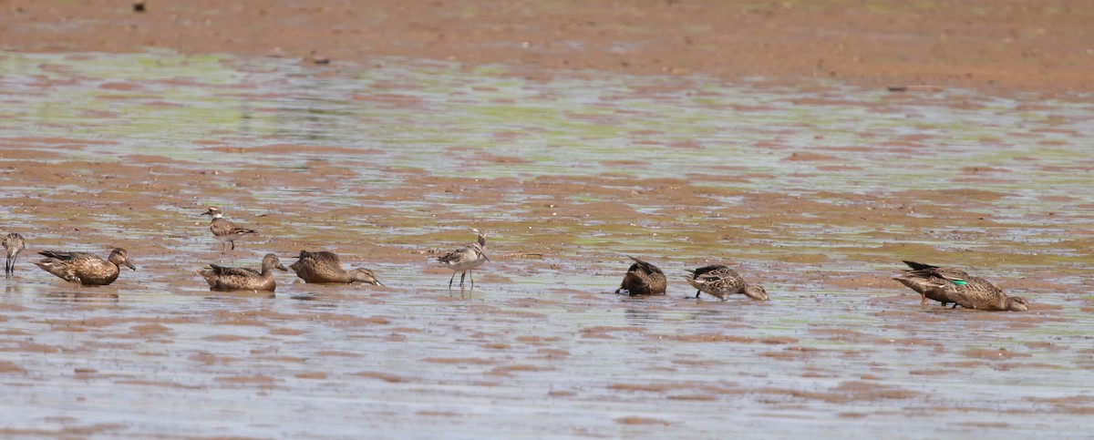 Green-winged Teal - ML641589370