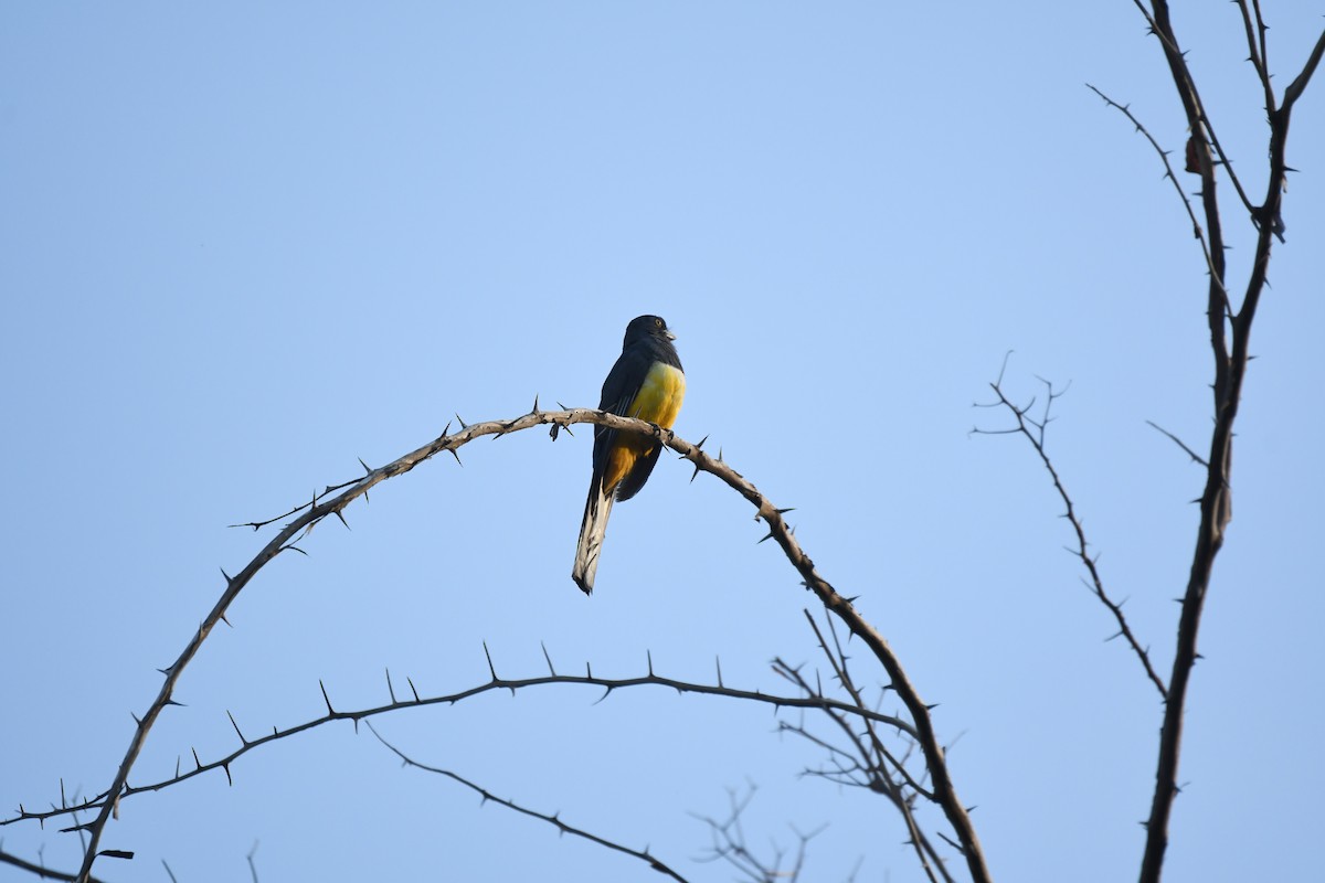 Citreoline Trogon - ML641589424