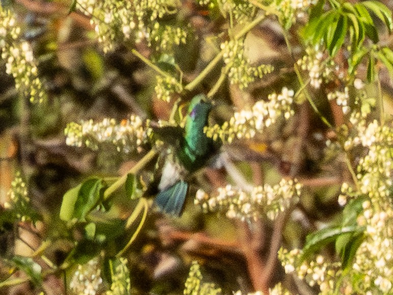 White-vented Violetear - ML641589451