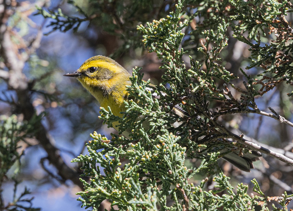 Townsend's Warbler - ML641589513