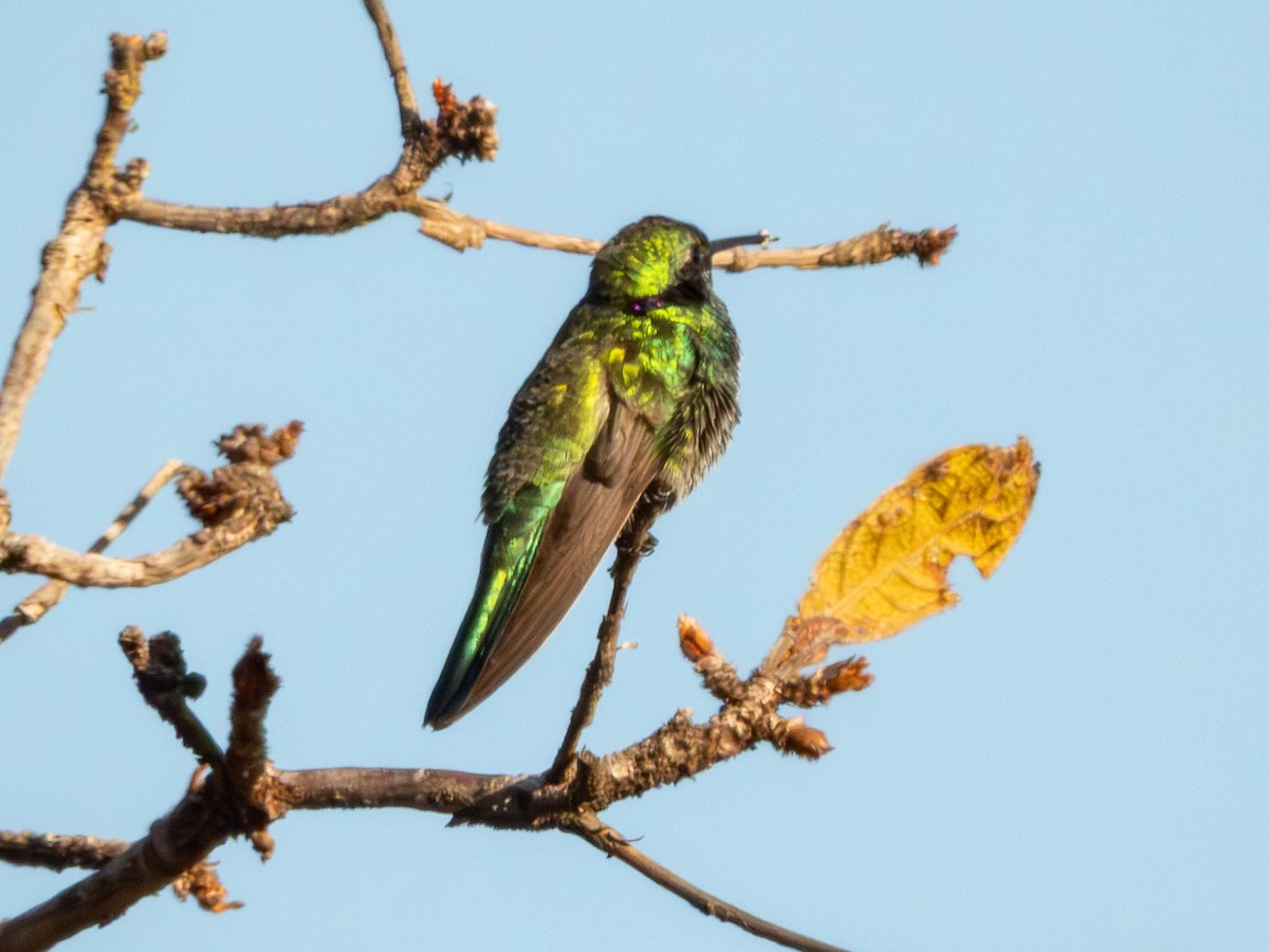 White-vented Violetear - ML641589519