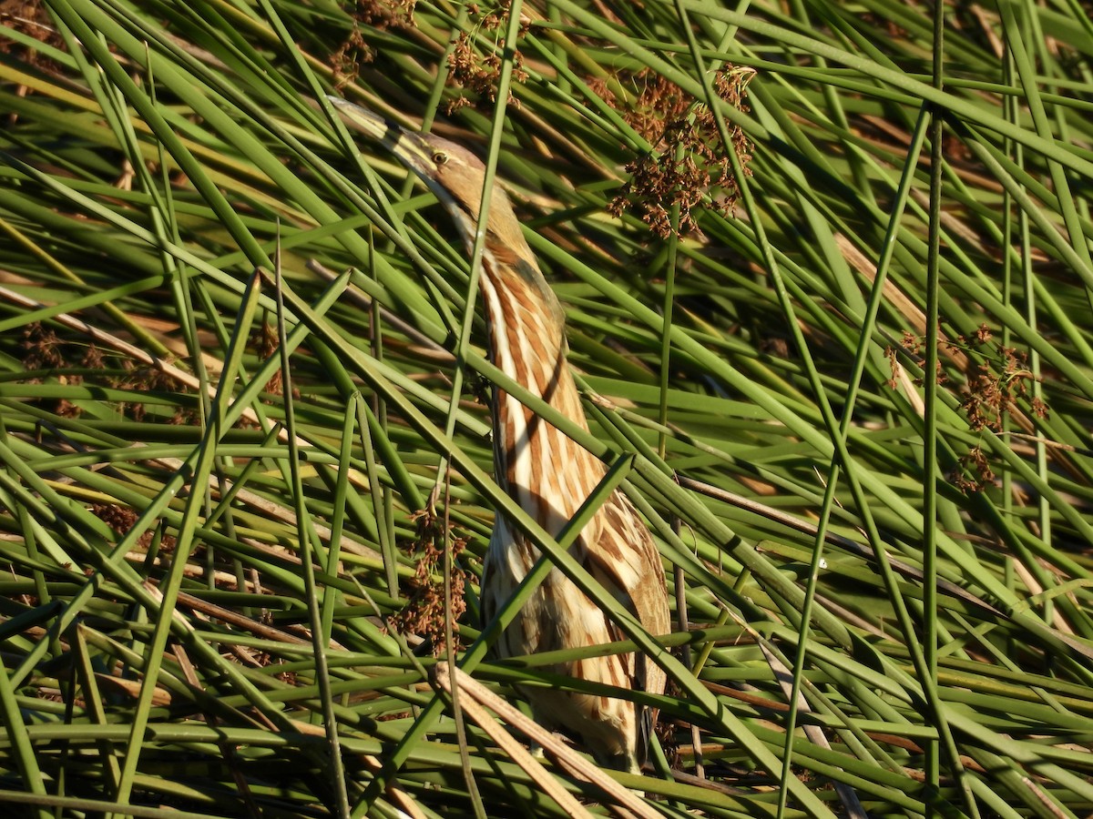 American Bittern - ML641589591