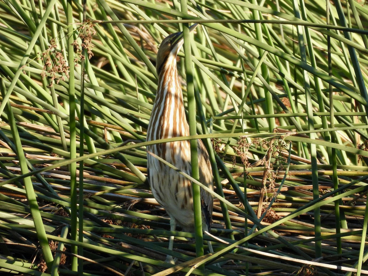 American Bittern - ML641589592