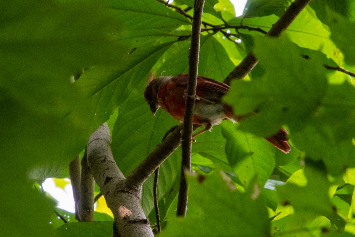 Northern Cardinal - ML641589610