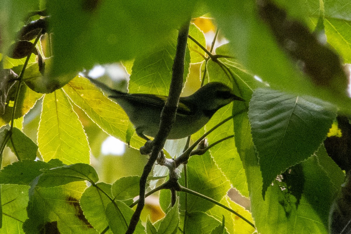 Golden-winged Warbler - ML641589615