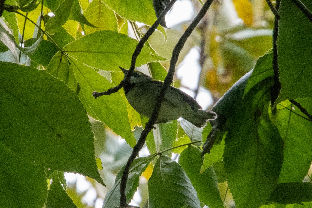 Golden-winged Warbler - ML641589617