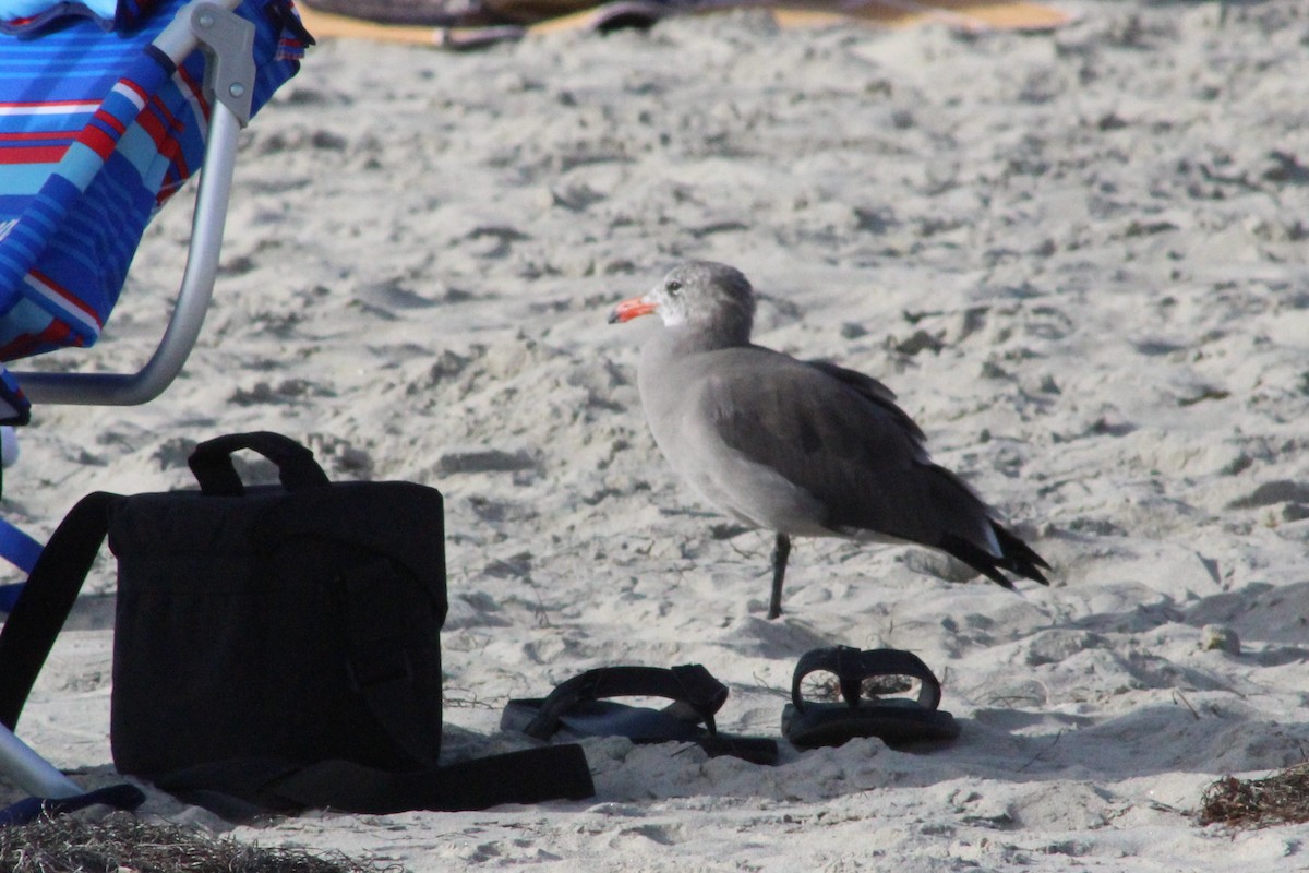 Heermann's Gull - ML641589633