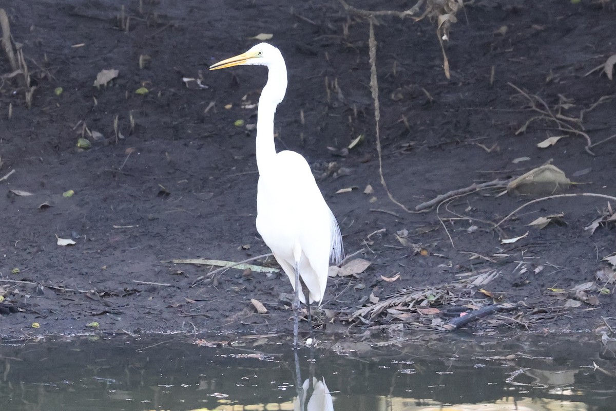 Great Egret - ML641589643