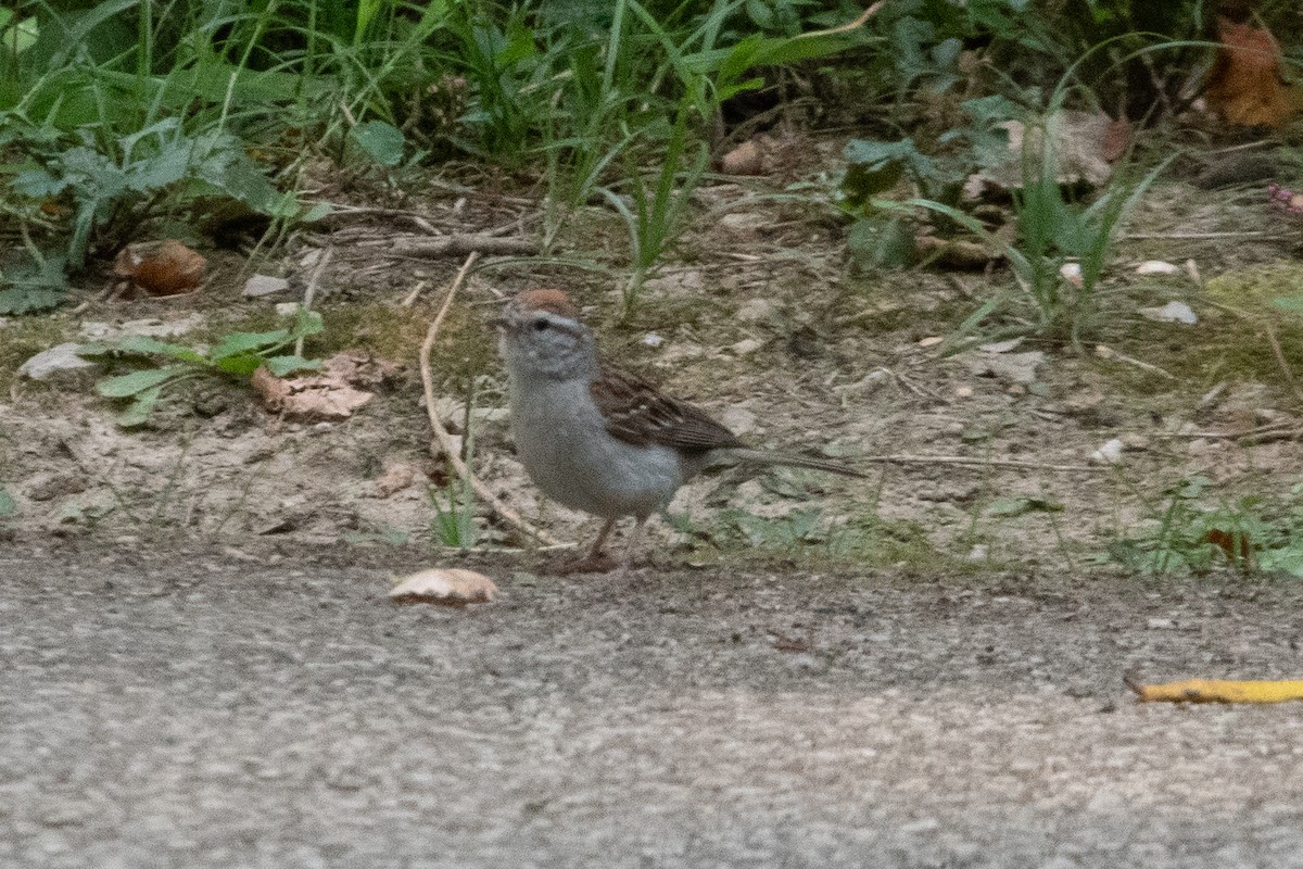 new world sparrow sp. - ML641589648