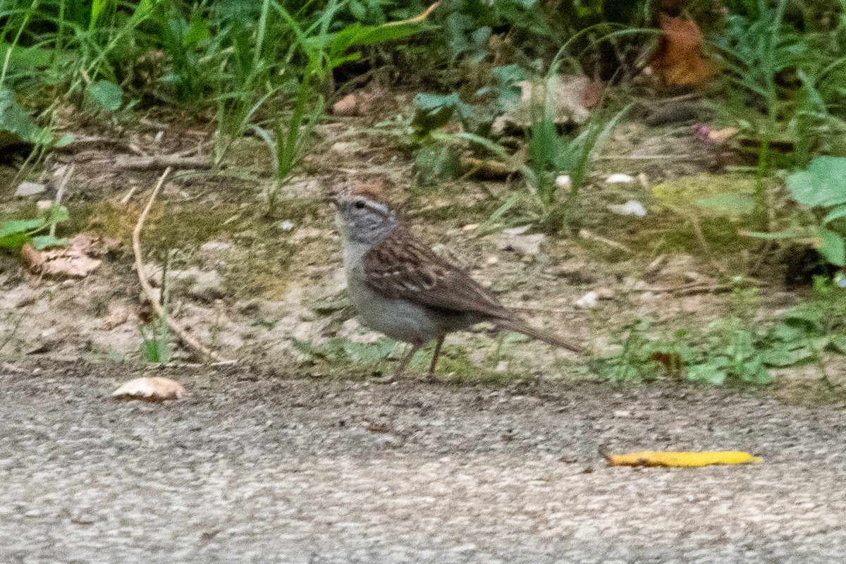 new world sparrow sp. - ML641589649
