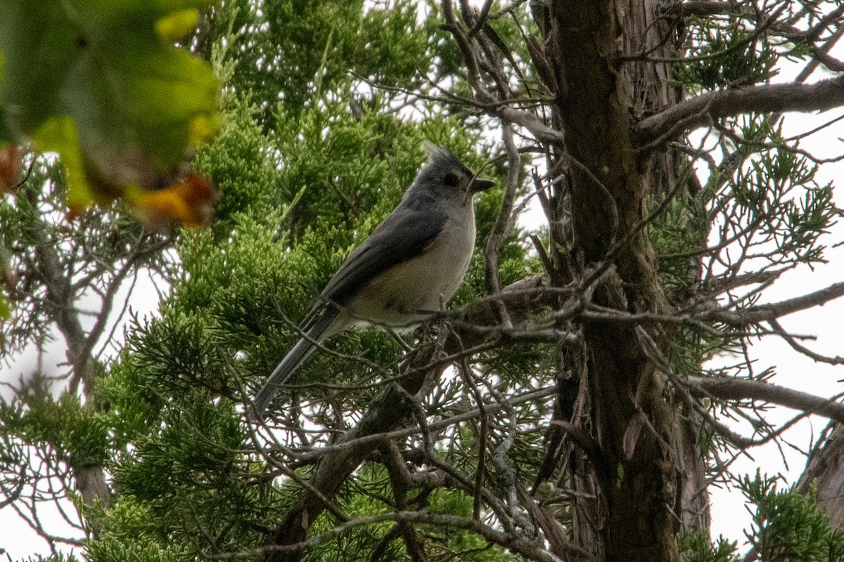 Tufted Titmouse - ML641589660