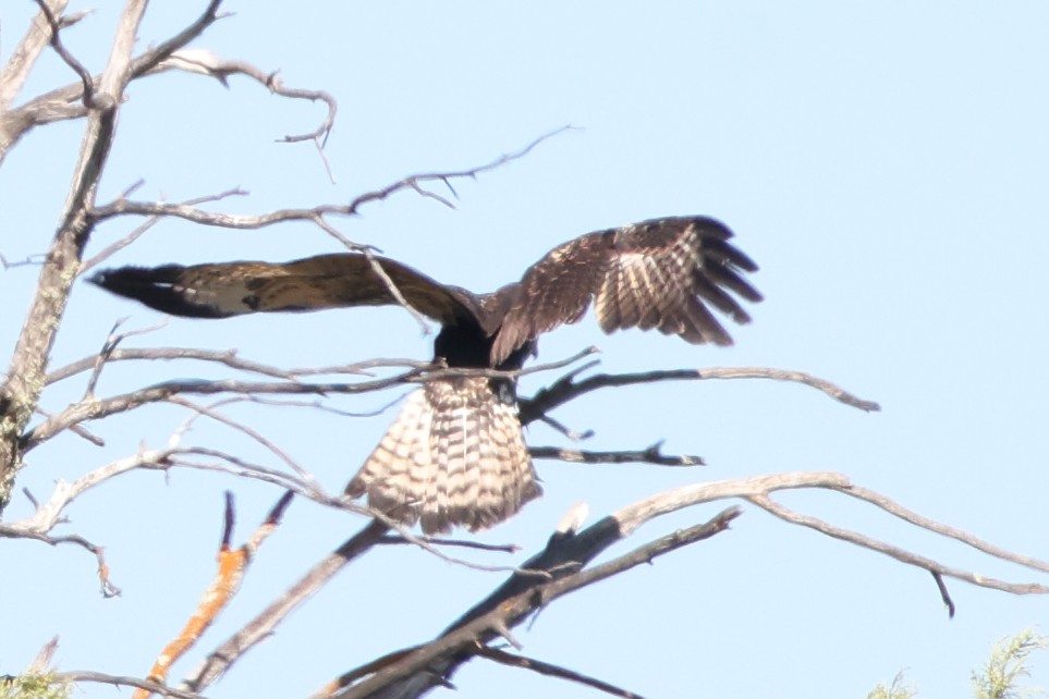 Common Black Hawk (Common) - ML641589662