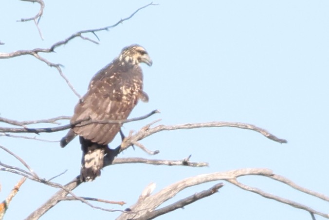 Common Black Hawk (Common) - ML641589665