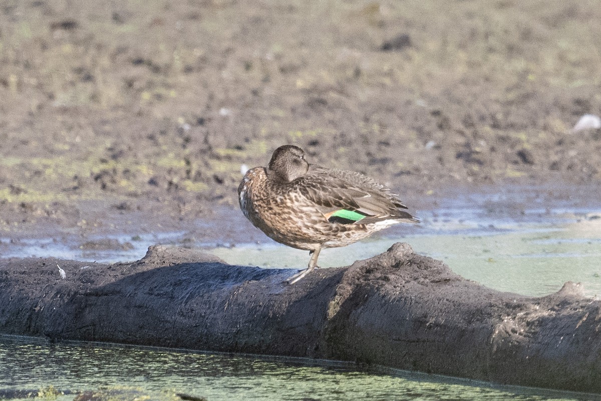 Green-winged Teal - ML641589673