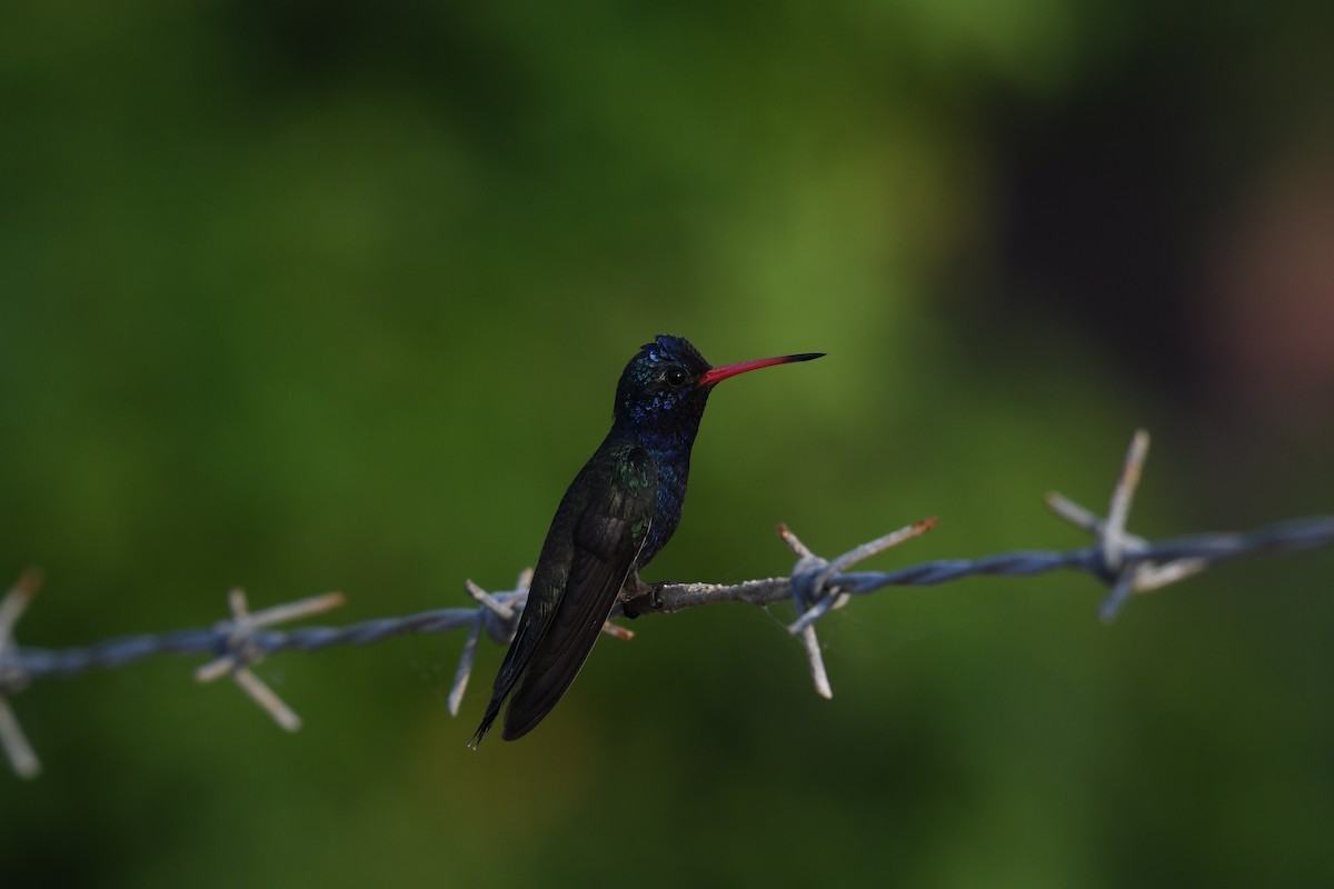 Turquoise-crowned Hummingbird - ML641589676