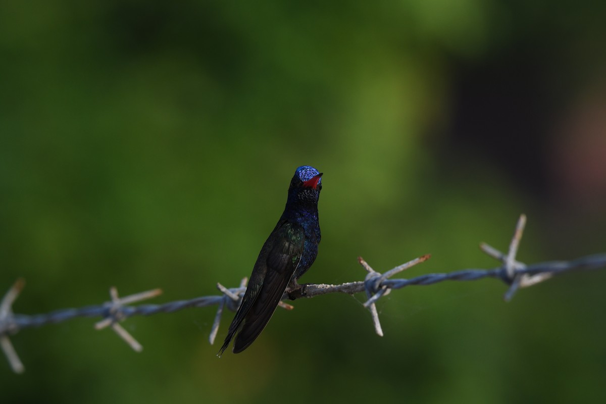 Turquoise-crowned Hummingbird - ML641589721