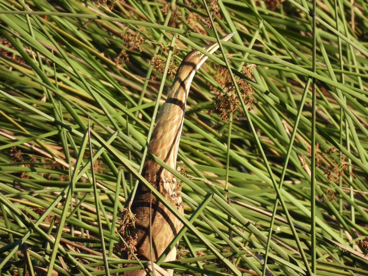 American Bittern - ML641589760