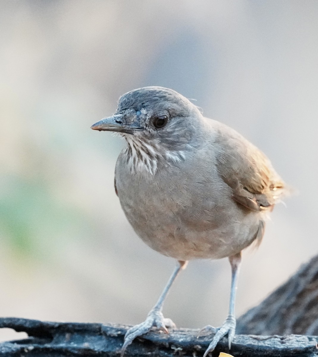 Pale-breasted Thrush - ML641589765