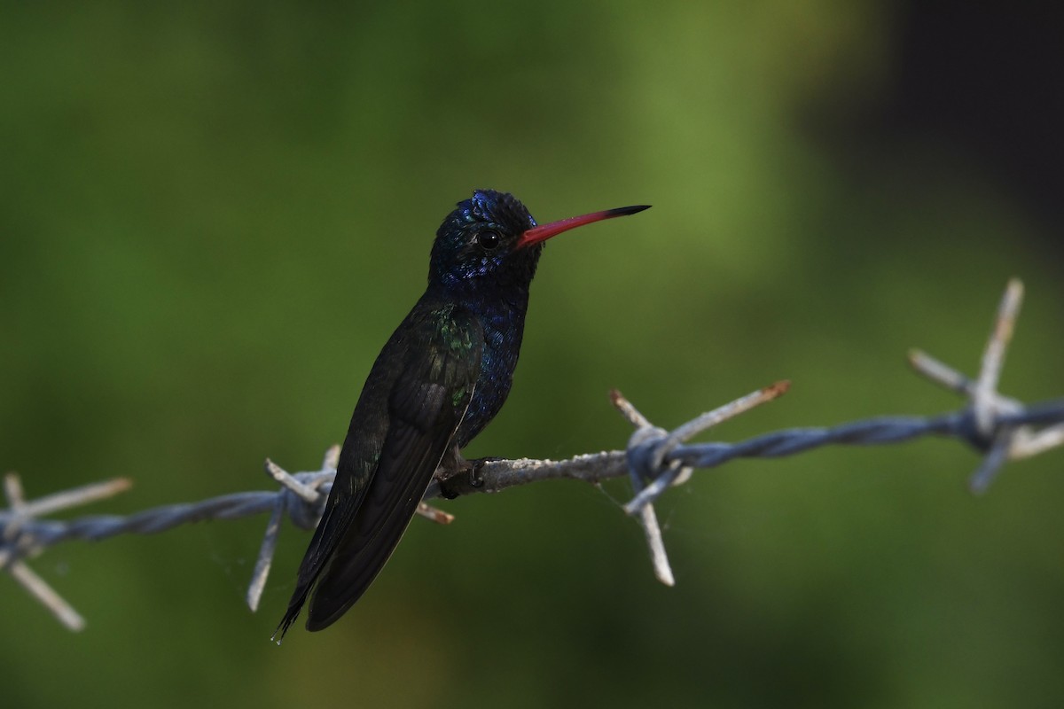 Turquoise-crowned Hummingbird - ML641589779