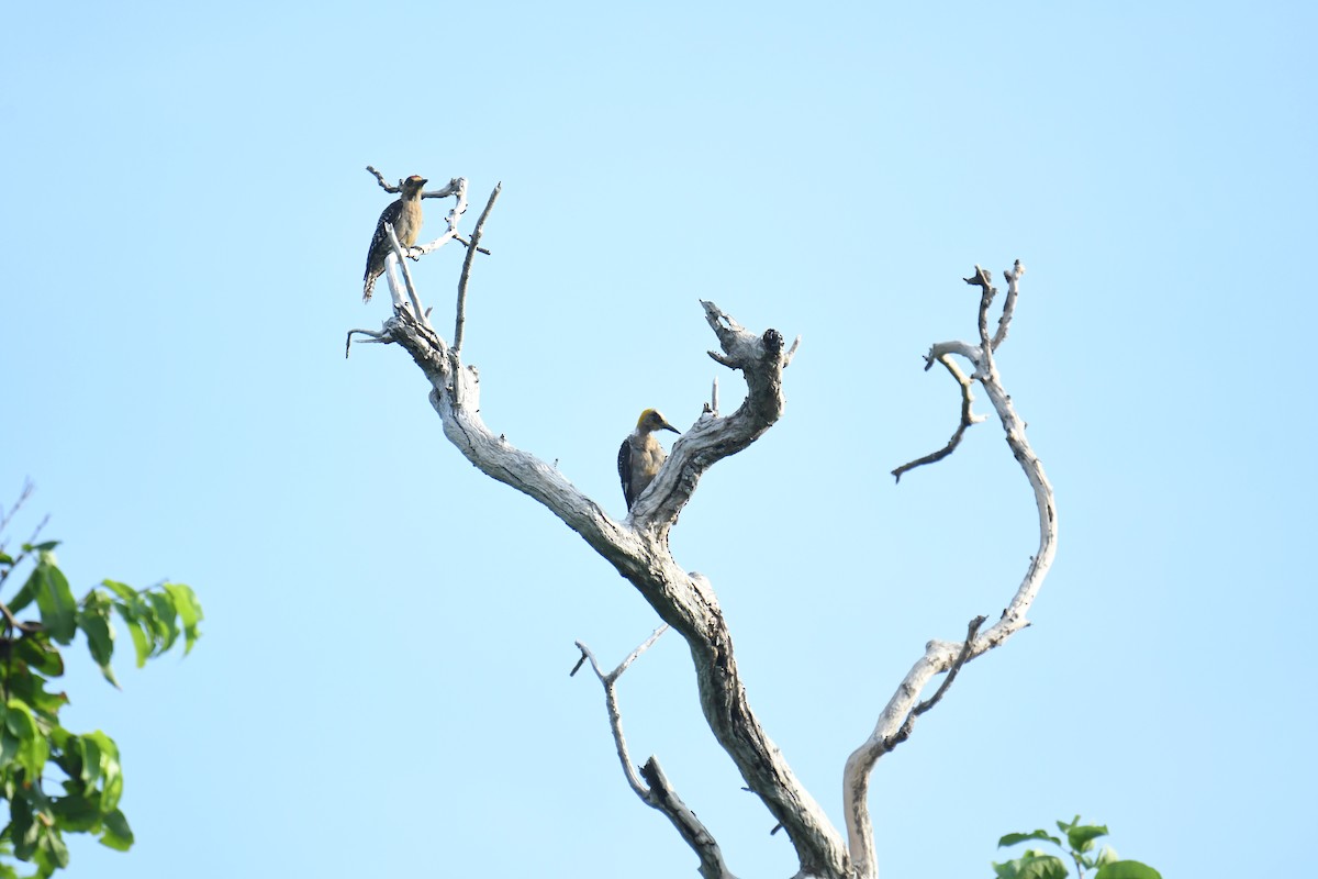 Golden-cheeked Woodpecker - ML641589868