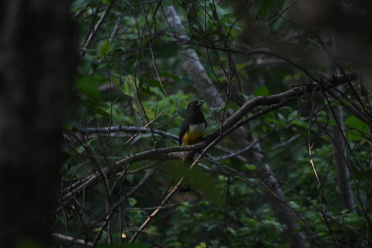 Citreoline Trogon - ML641589910