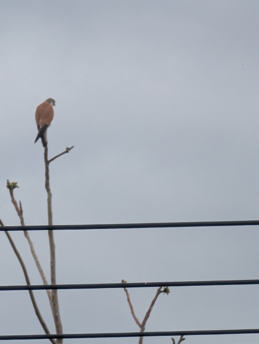 Nankeen Kestrel - ML641589930