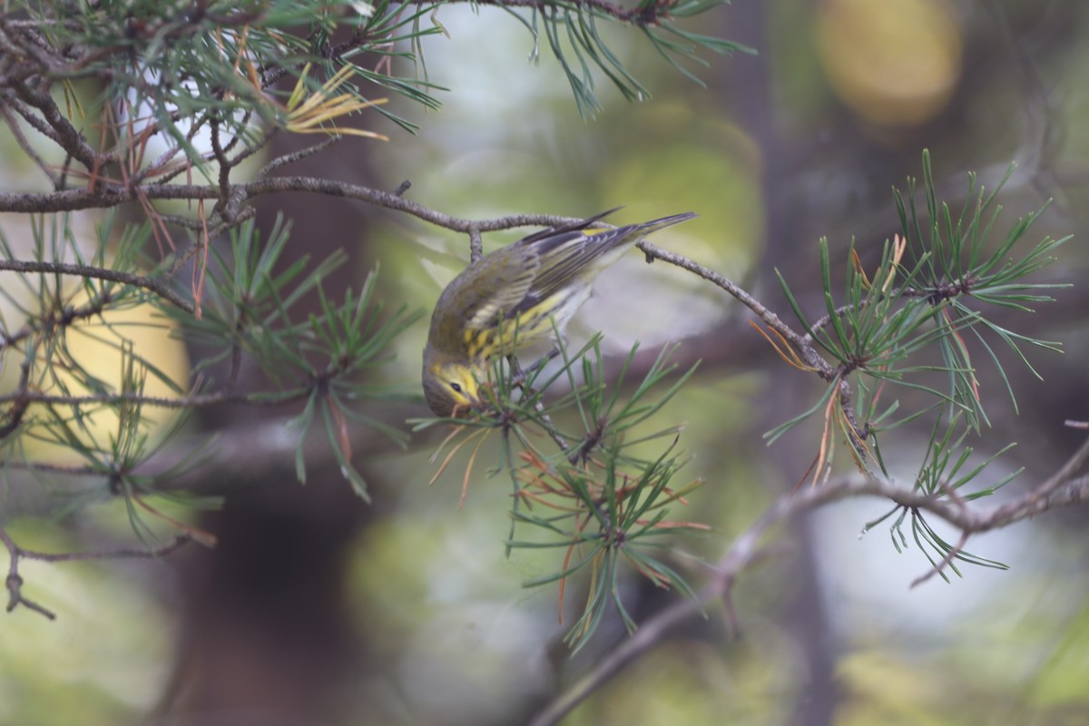 Cape May Warbler - ML641589954