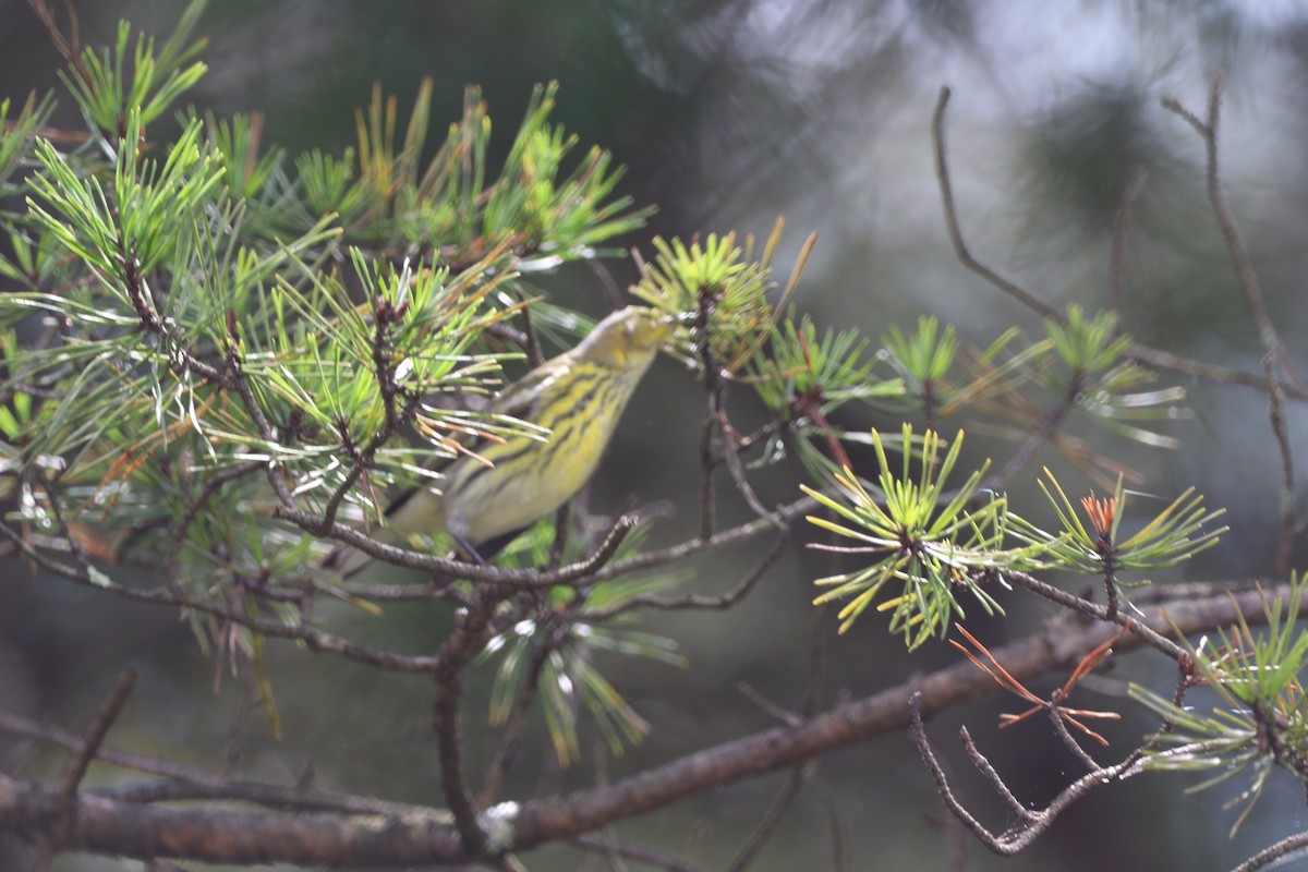 Cape May Warbler - ML641589955