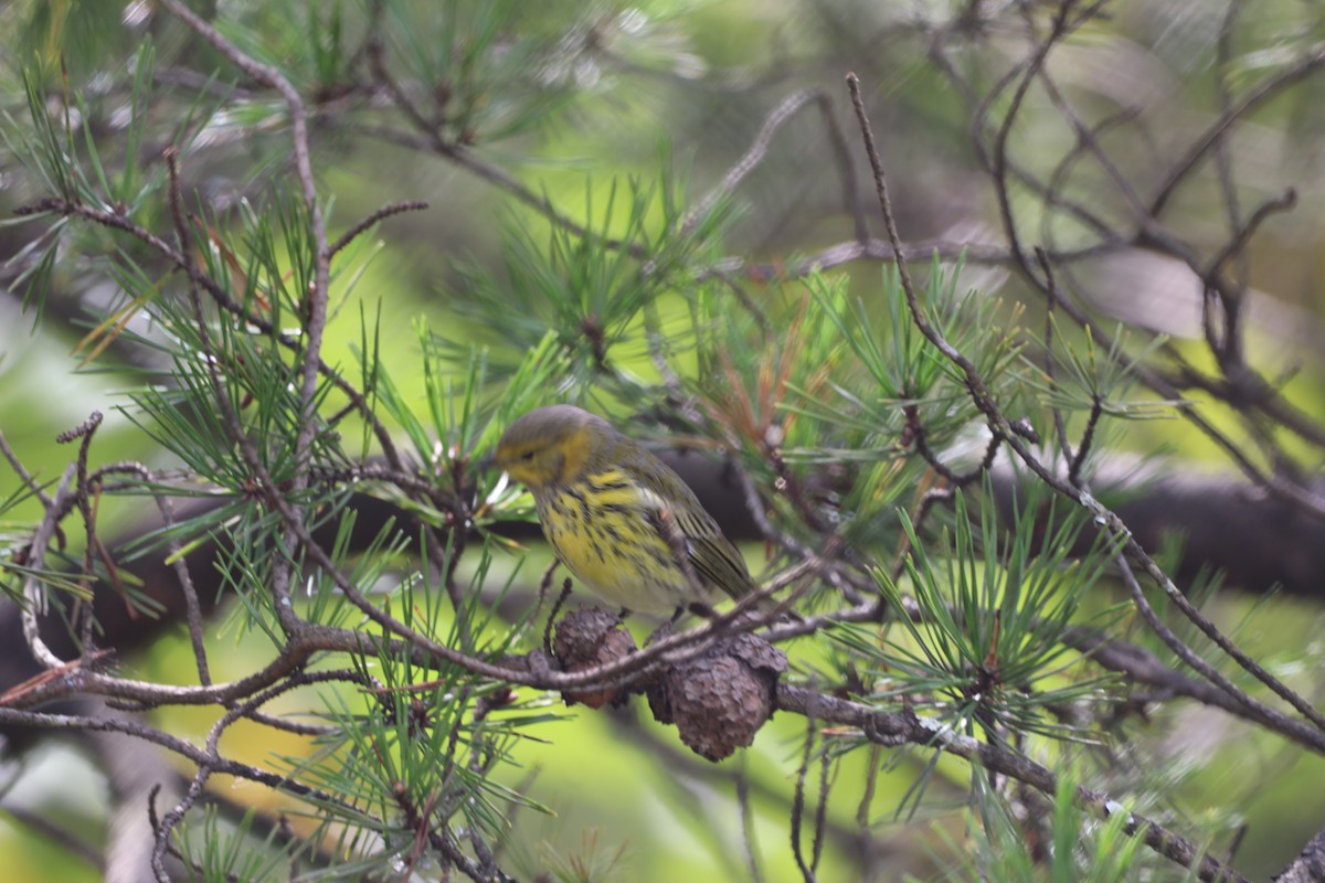 Cape May Warbler - ML641589956