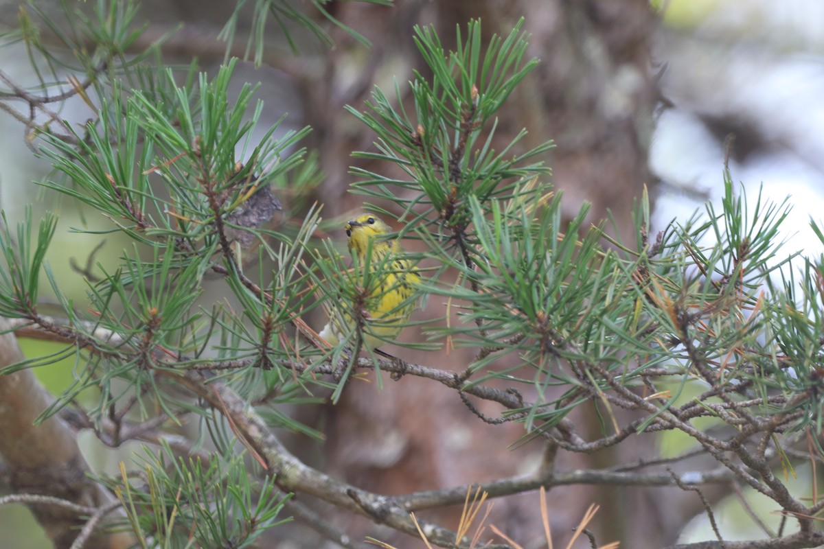 Cape May Warbler - ML641589957