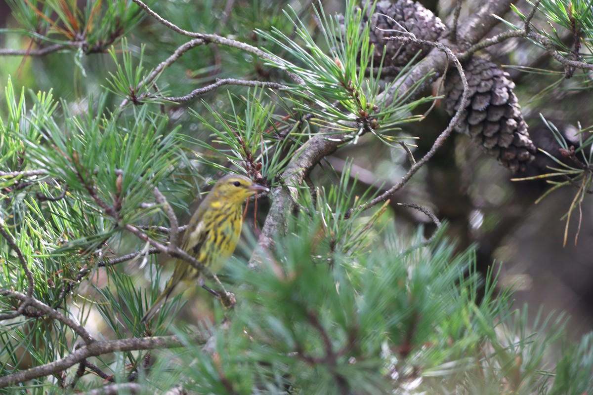 Cape May Warbler - ML641589958