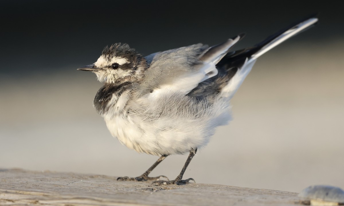 White Wagtail - Nick Park