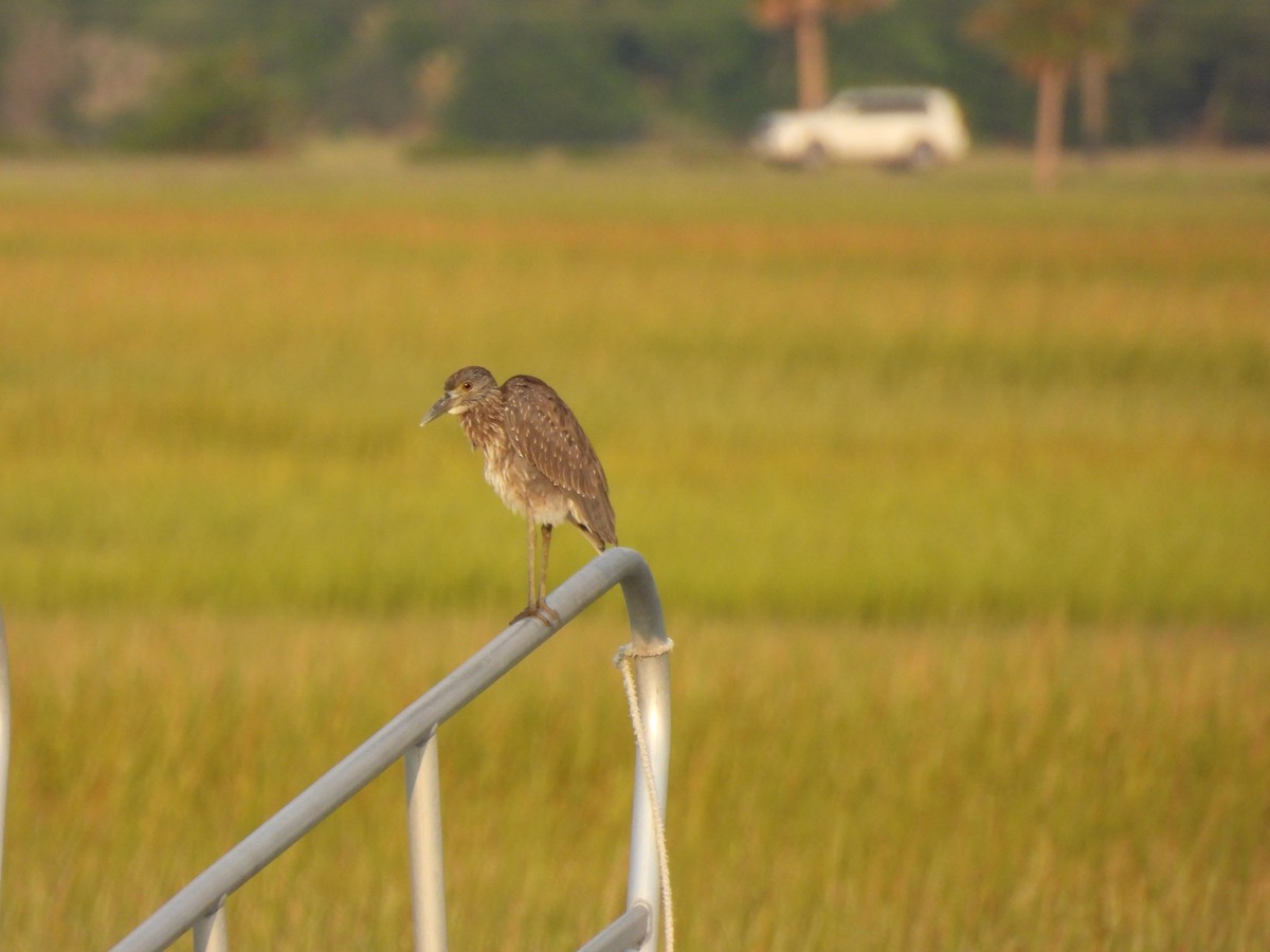 Yellow-crowned Night Heron - ML641589984