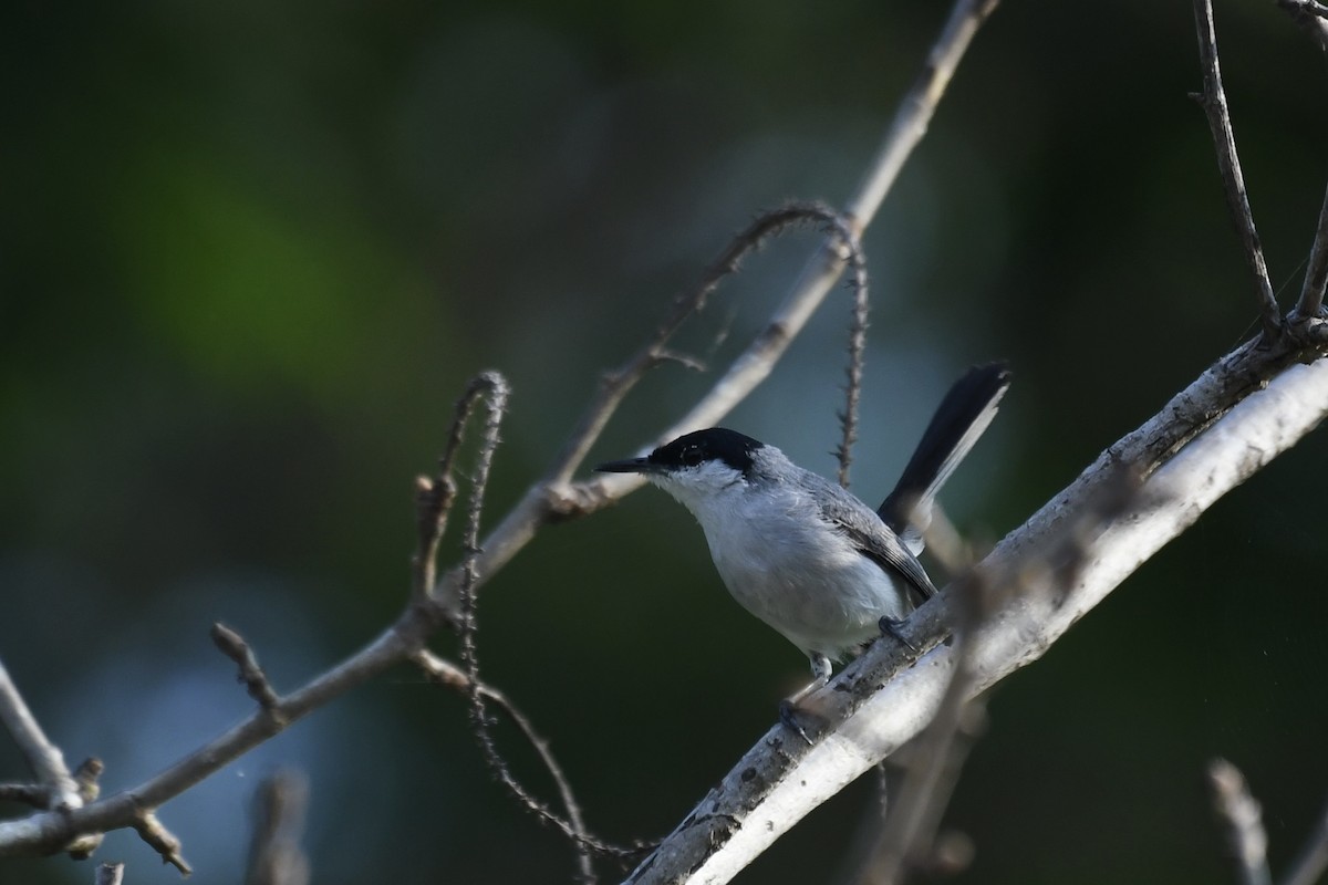 White-lored Gnatcatcher - ML641589986