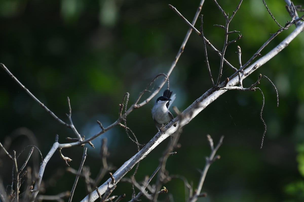 White-lored Gnatcatcher - ML641589992
