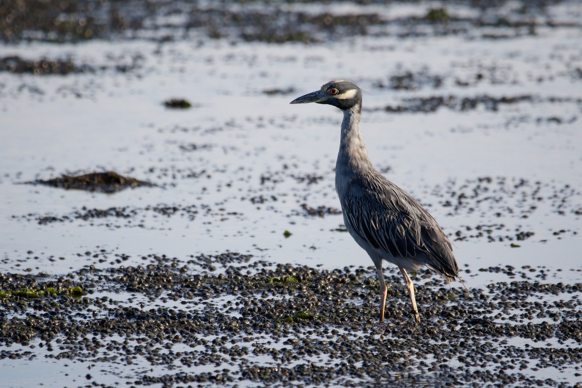 Yellow-crowned Night Heron - ML641590011