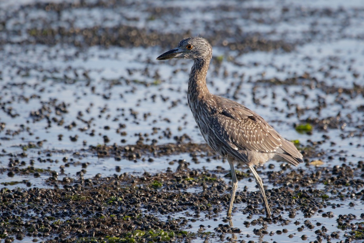 Yellow-crowned Night Heron - ML641590012