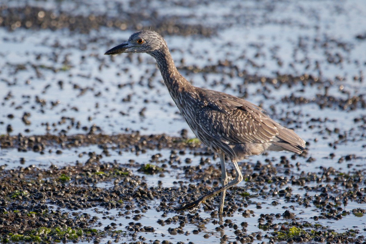 Yellow-crowned Night Heron - ML641590013