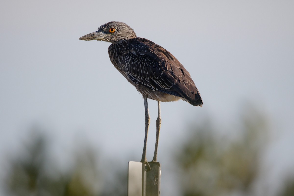 Yellow-crowned Night Heron - ML641590017