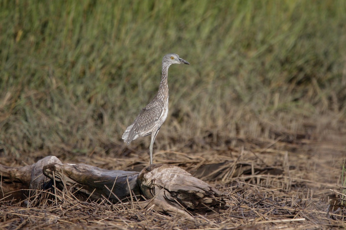 Yellow-crowned Night Heron - ML641590018