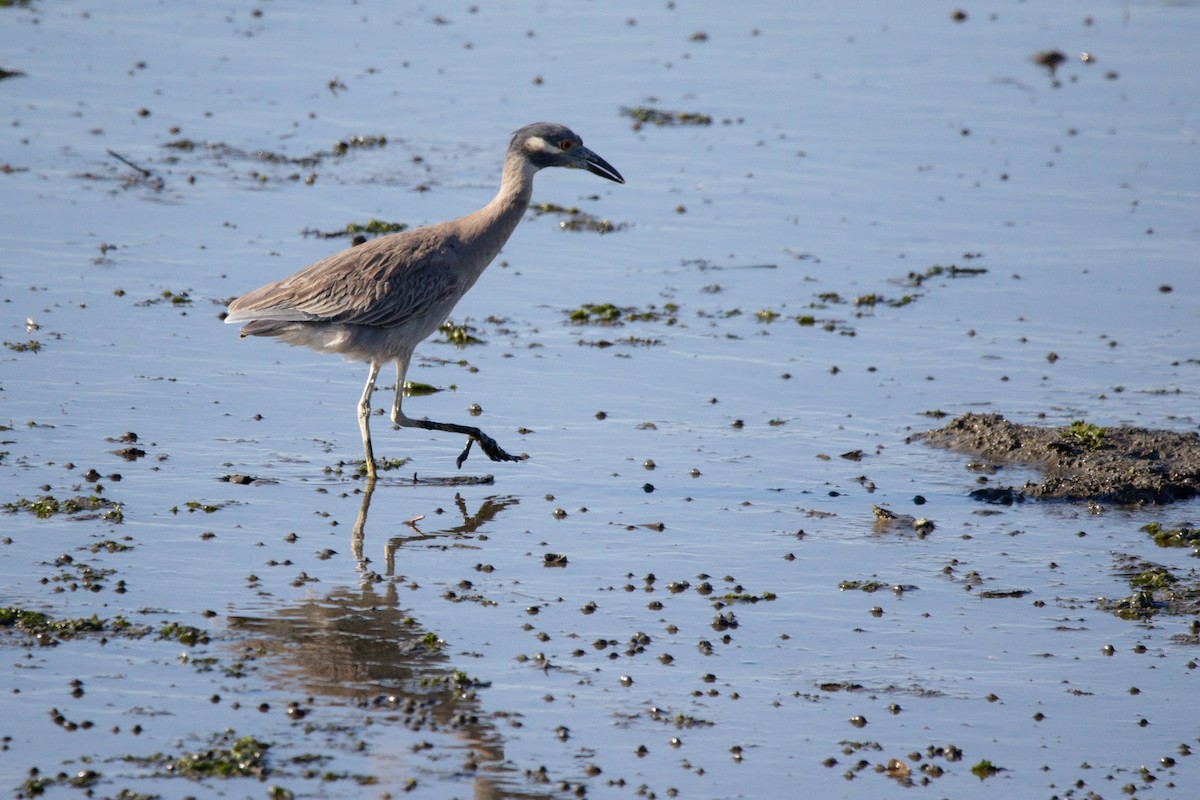 Yellow-crowned Night Heron - ML641590019