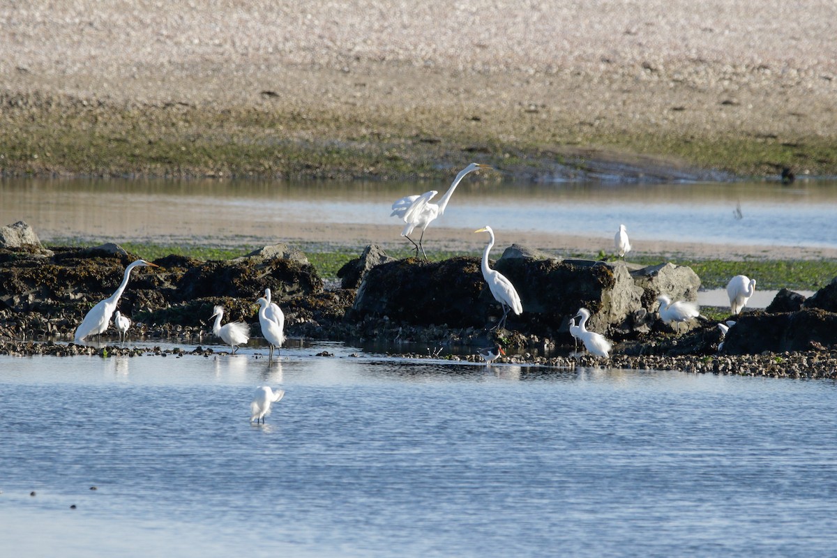 Snowy Egret - ML641590031