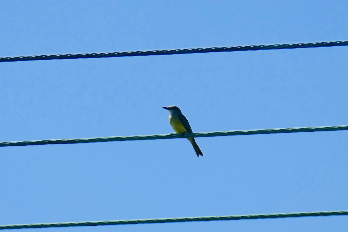 Tropical Kingbird - ML641590033